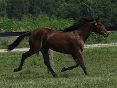 HOOFPRINTINTHESAND