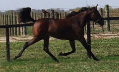 TAGALONG KENDRA