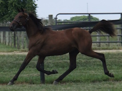 RISING EMBER